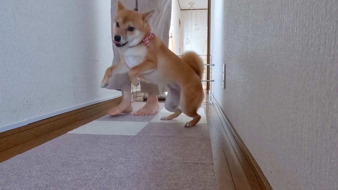 柴犬のアクセルターン　お母さんがご飯の準備の時はエンジン全開！小夏1歳