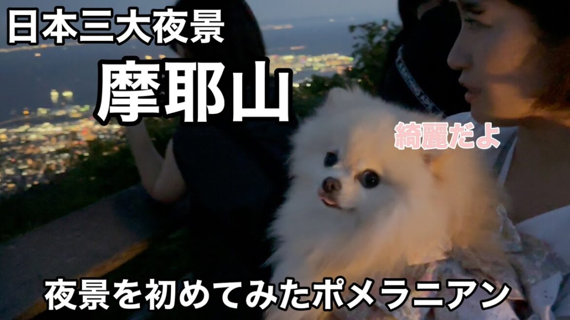 生まれて初めて夜景を見たポメラニアンの行動が可愛すぎた