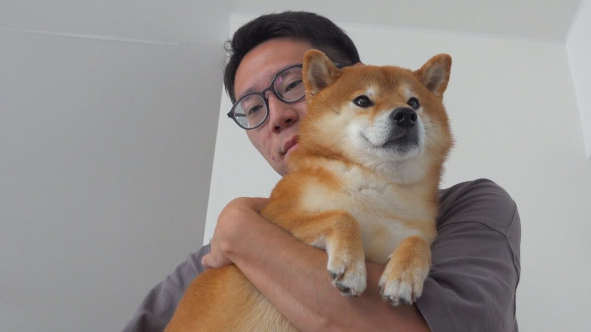 怖い出来事があった柴犬、、急遽実家へ。