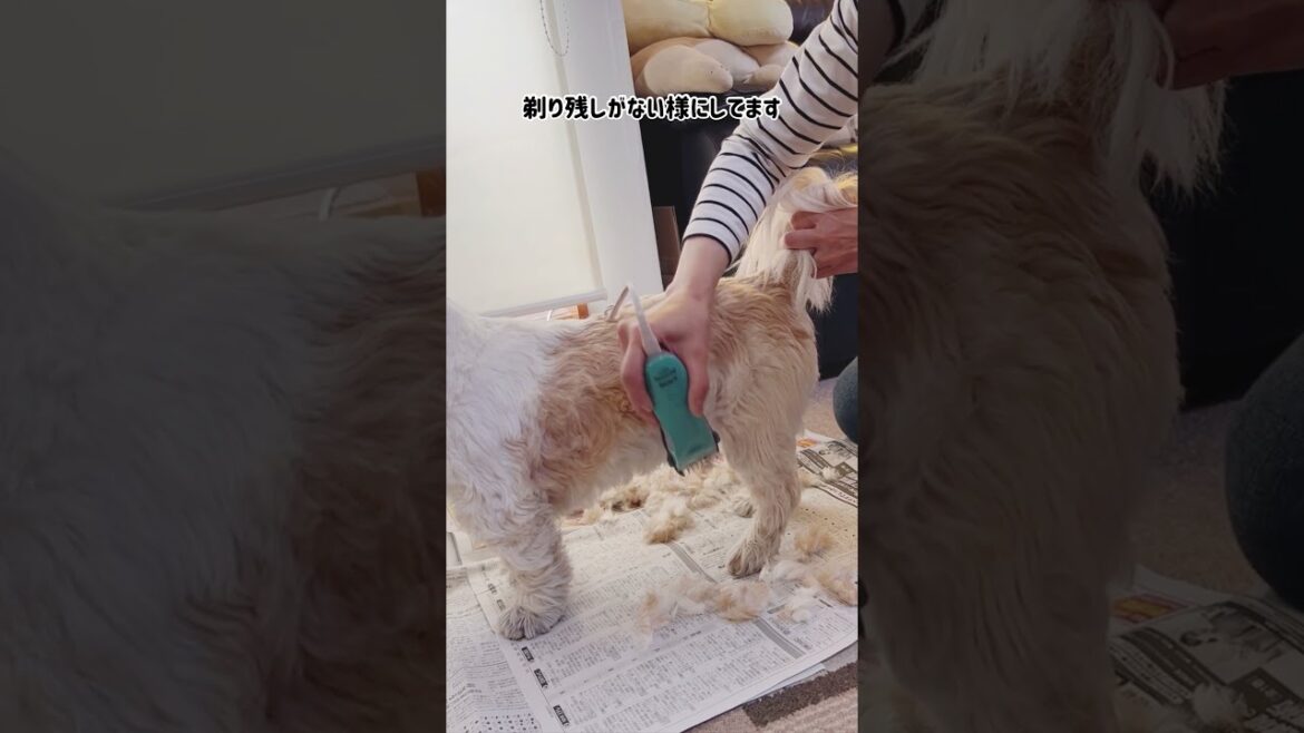 『シーズーのセルフトリミング/I cut my Shih Tzu's hair myself』
