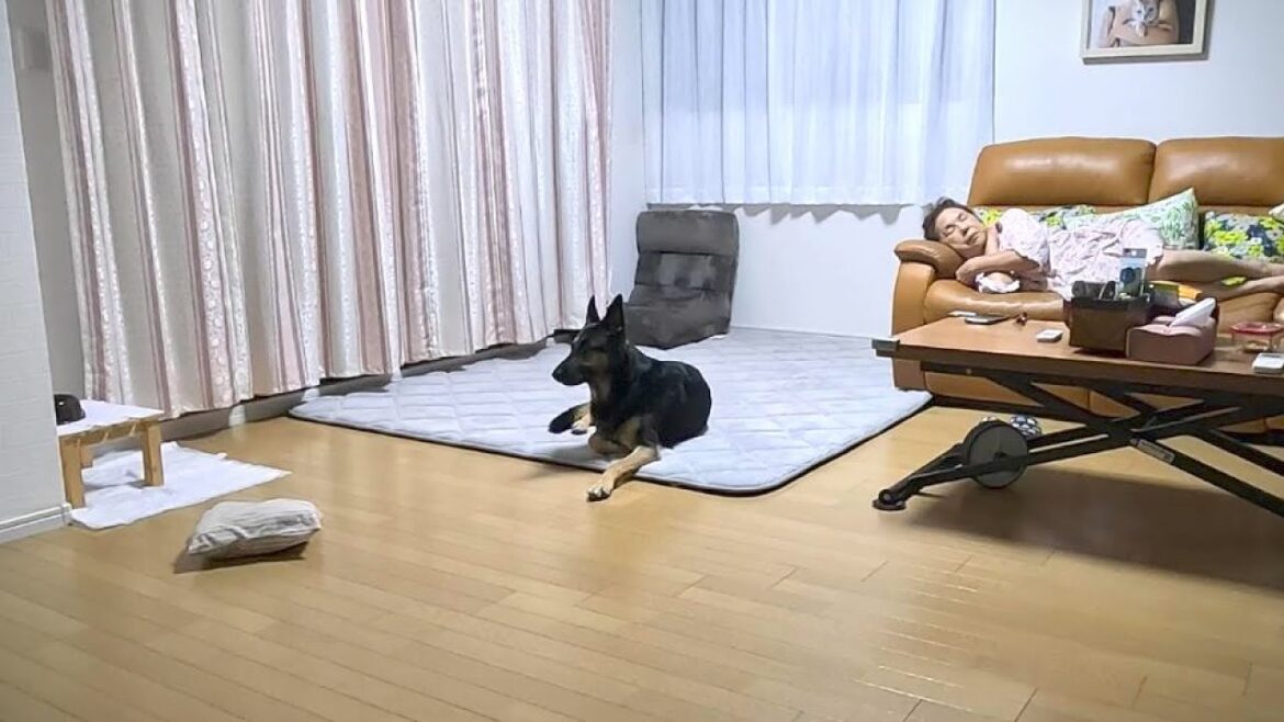 実家大好きな愛犬が初めて実家でお泊まりしたらこうなりましたｗ【ジャーマンシェパード】