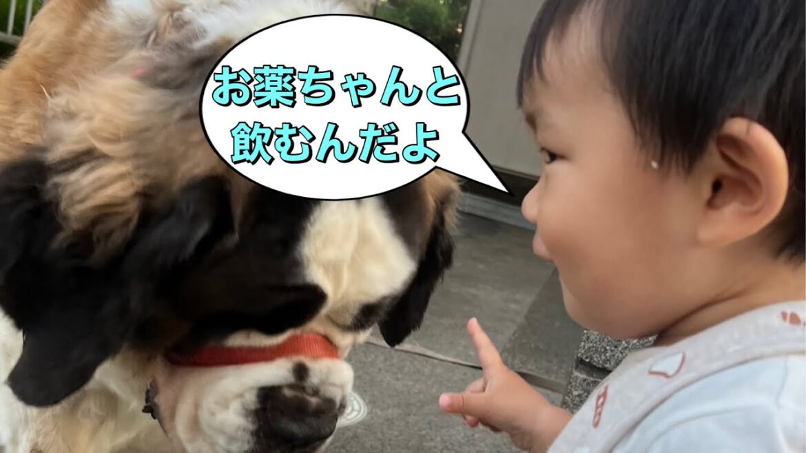 【セントバーナード】ネクスガードを、ちゃんと食べるんだよ。体重93㎏のとと君達ってどれだけの量なの？