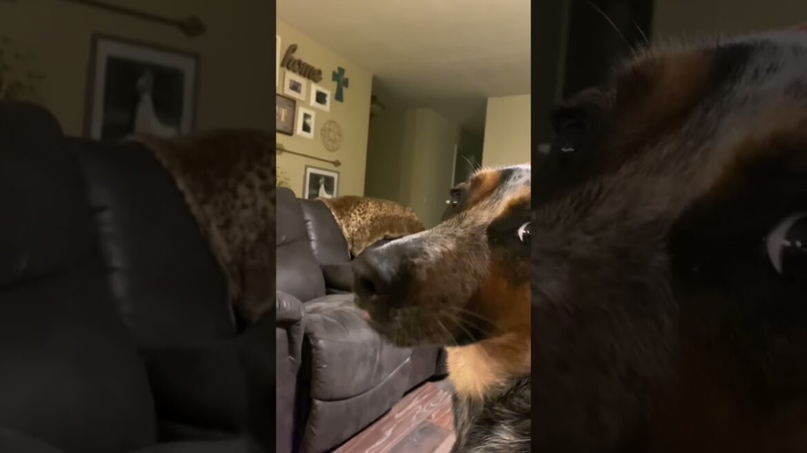 How smart is the Australian cattle dog #shorts