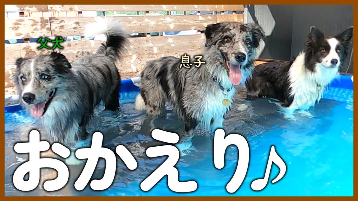 【お里帰り】同胎兄弟で遊ぶ姿を見て感動しました！【ボーダーコリー】