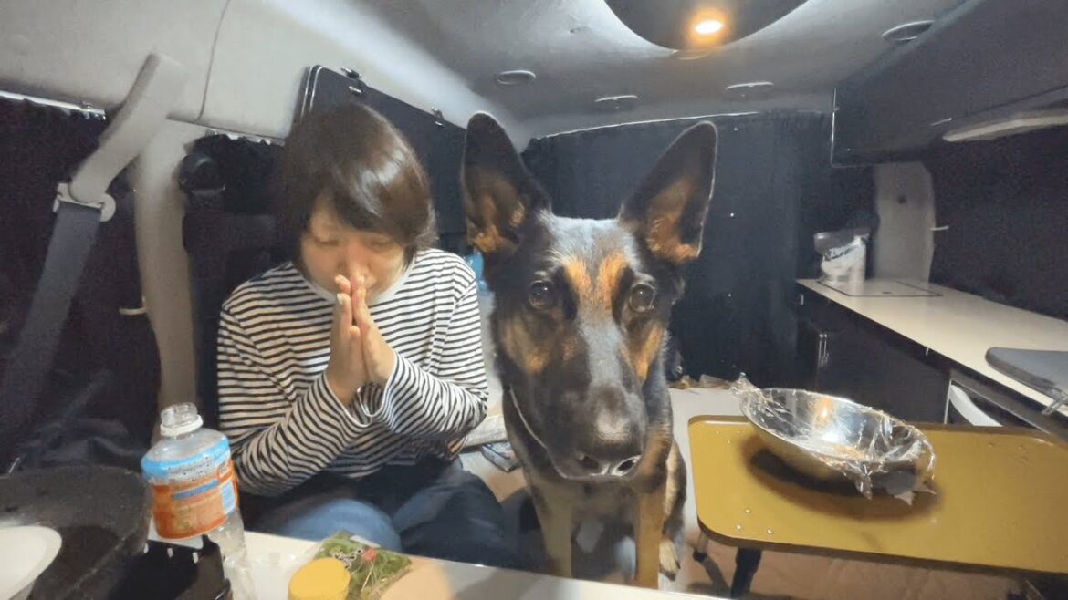 愛犬と一緒に滋賀県産を食べ尽くす車中飯がおいしすぎた！【ジャーマンシェパード】