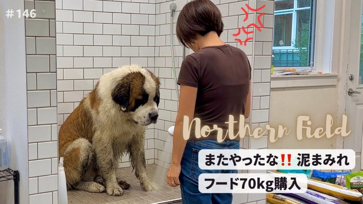 【超大型犬 3頭とカナダで田舎暮らし・海外生活】フード70kg購入／また泥まみれ！