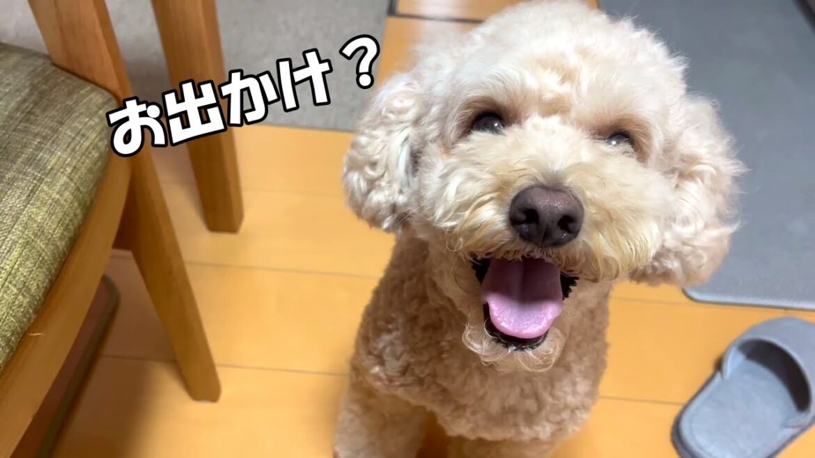 一緒にお出かけできるのを確信してテンション爆上がりする大きいトイプードル【デカプー】【トイプードルのロアくん】【toy poodle】