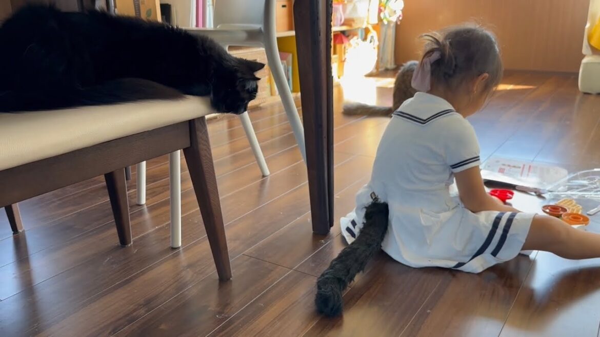 尻尾をつけた子供を確認しに行く猫　ラガマフィンA cat goes to see a child with a tail. Ragamuffin