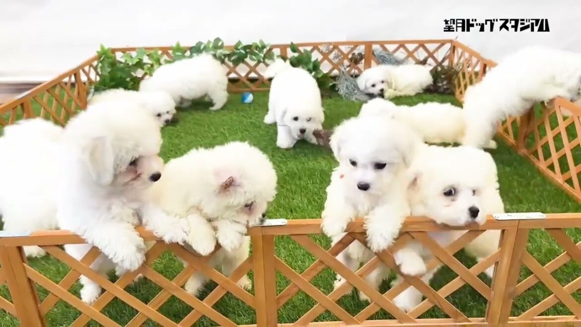 ビションフリーゼ子犬ちゃん大集合！2023年6月14日～7月5日生まれです。ご家族募集！