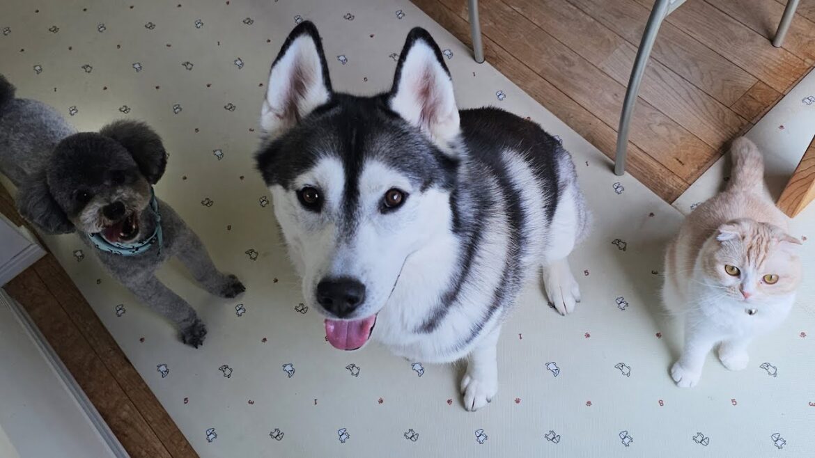 あれを出したら猫と犬が秒で飛んできてこうなります...