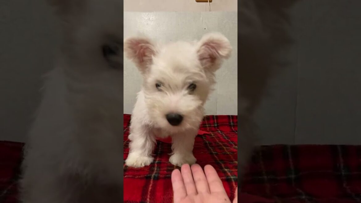 ウエストハイランドホワイトテリア ウエスティ♡可愛い赤くん