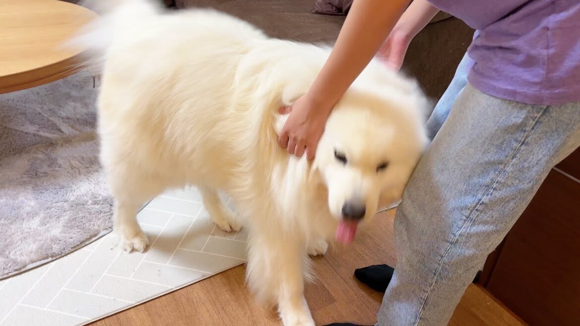 お姉ちゃん1ヶ月ぶりの帰省に、深夜でも感情が大爆発するサニーです/サモエド