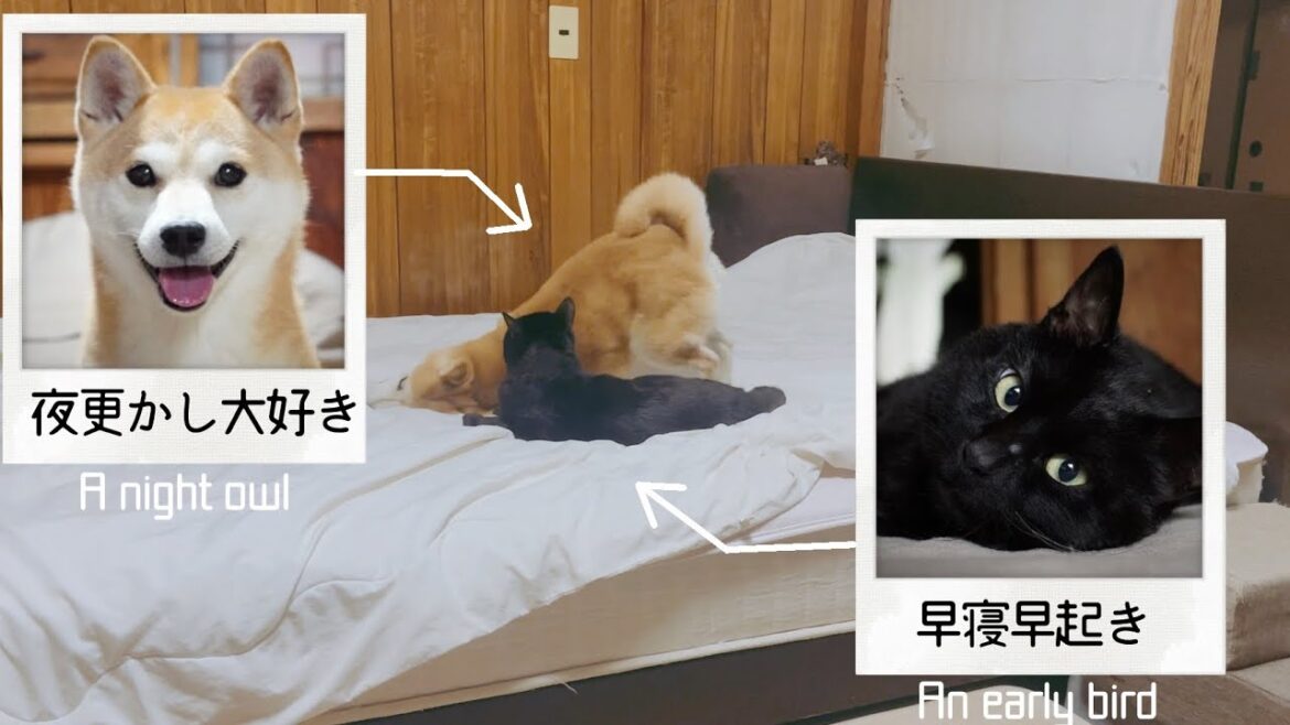 猫と夜遊びしたくて仕方ない柴犬　Shiba Inu who can't help but want to play with cats