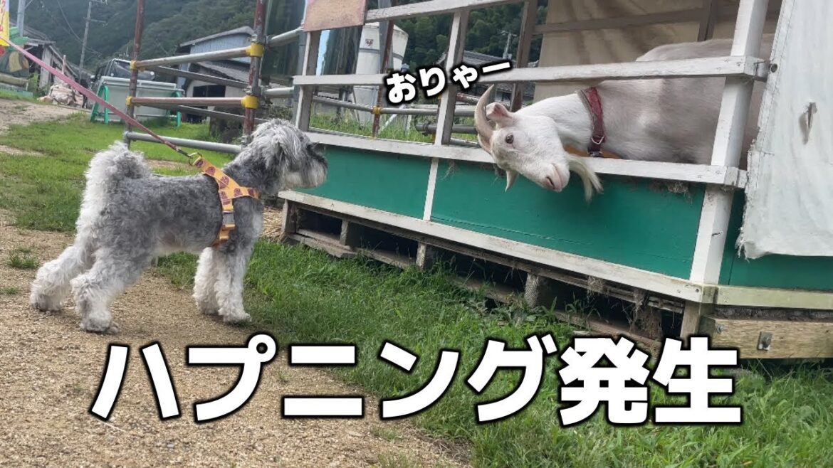 【修羅場】愛犬とヤギさんが対面したらビックリするハプニングが起きました…
