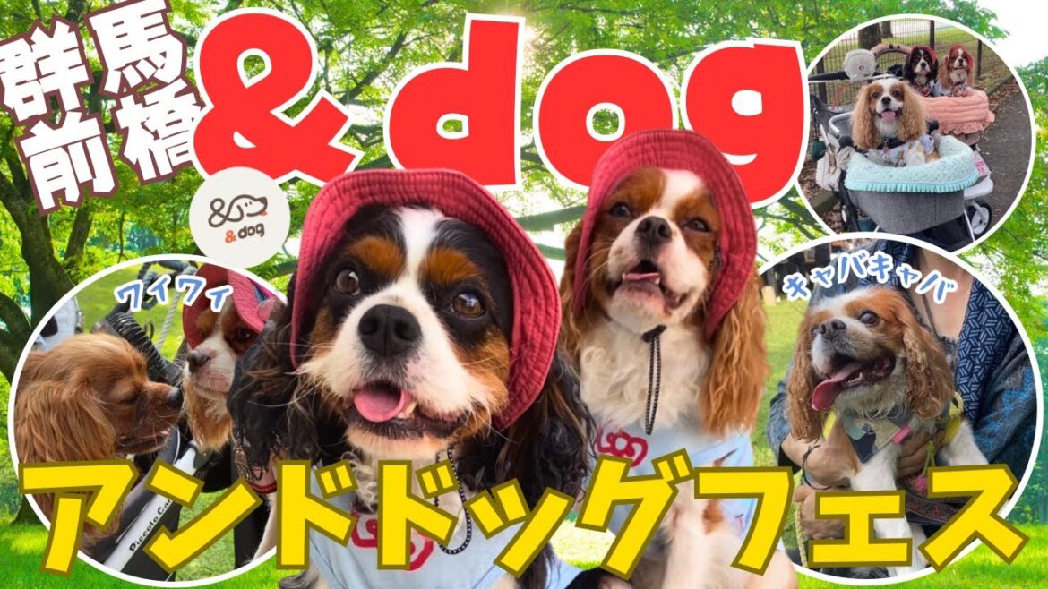 【関東最大級】アンドドッグフェス[＆dog]大盛況でパニック⁉️