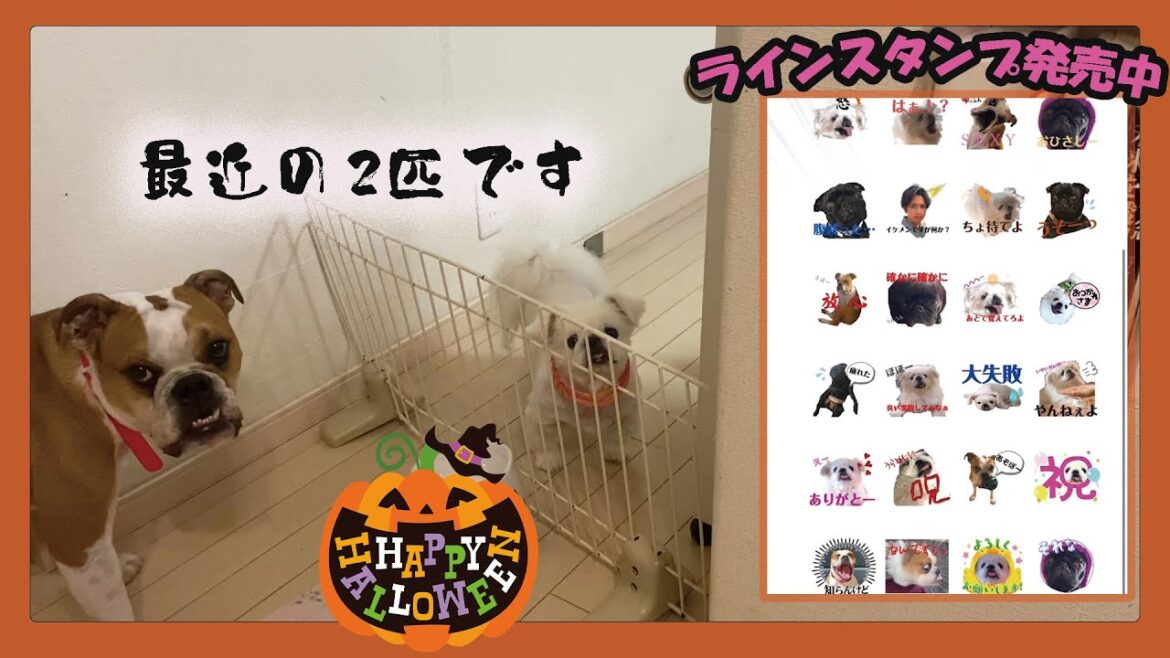 はなぺちゃスタンプ発売中！！2匹の最近を見て～