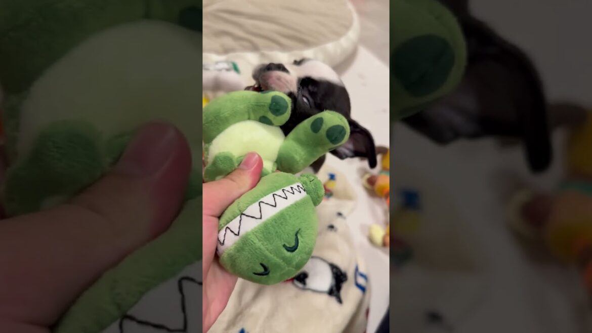 【#ボストンテリア】怪獣🦖vs怪獣🦖