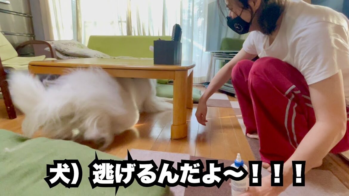 イヤイヤする超大型犬にゴリ押しで手入れ飼い主【いじける犬編】