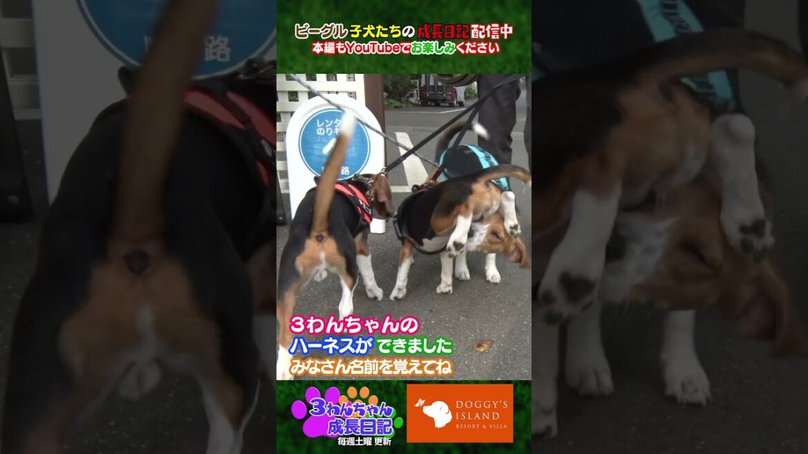 新アイテム「お名前ハーネス」できました！【ビーグル子犬成長日記】