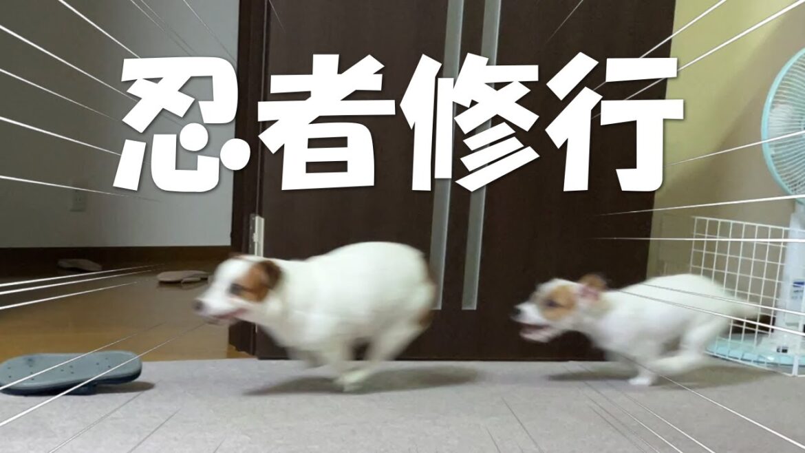 【修行中です！】立派な忍者になるために毎日修行を欠かさないジャックラッセルテリア