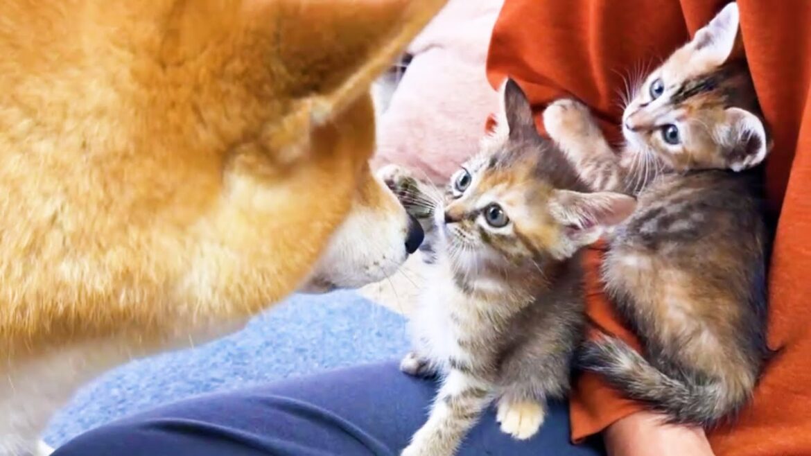 柴犬ママと子猫の2回目の対面で前回より比べ物にならないくらい距離が近くなりました！