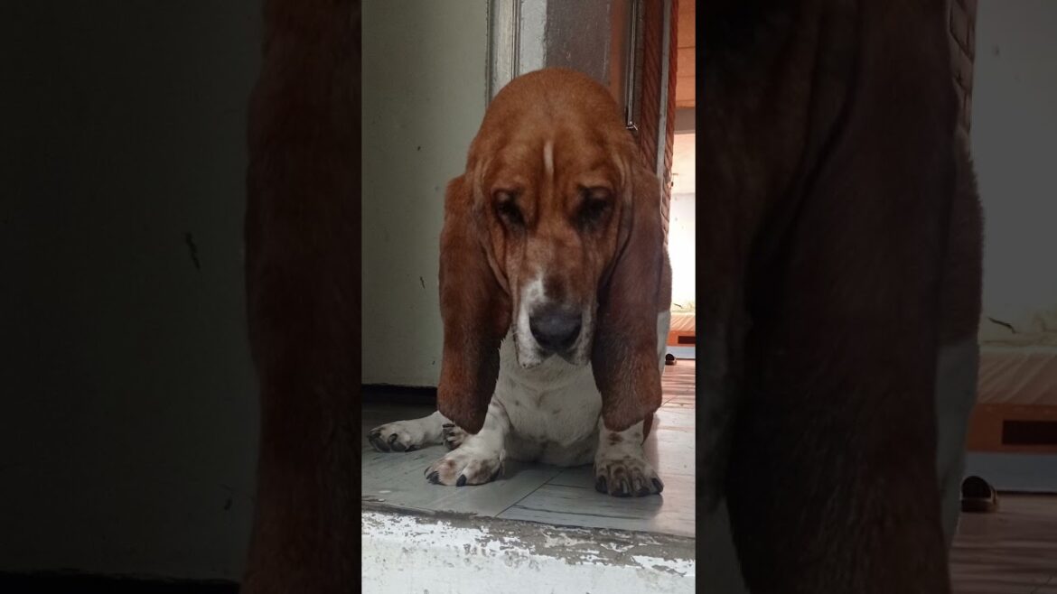 #shorts | el pachón | #bassethound #funypets #bassethounds #doglover #funnyanimals #funnyshorts
