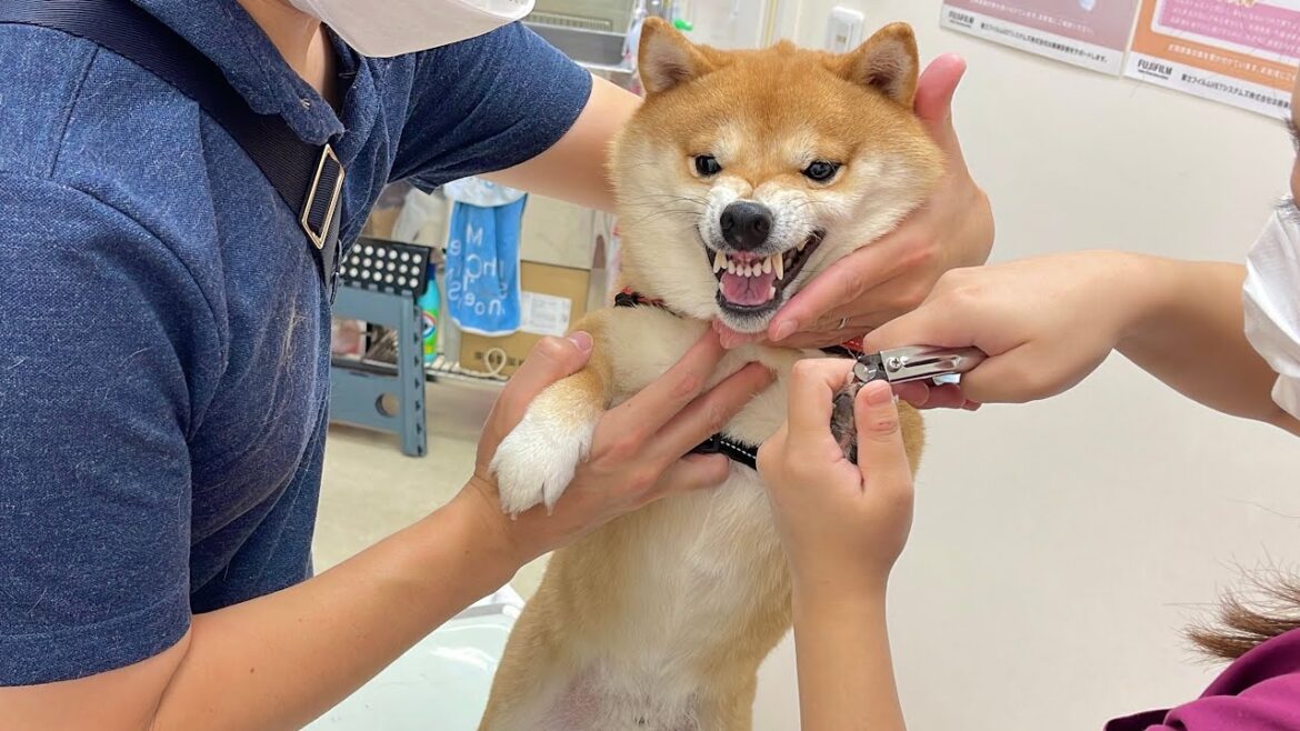 まさか自分は診察台の上に乗るとは思ってもいなかった豆柴を診察台に乗せたらこうなりました...