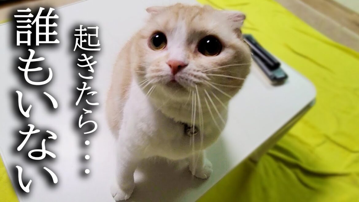 深夜に「犬がいない！」と大声で夜泣きしちゃう猫がこちら...