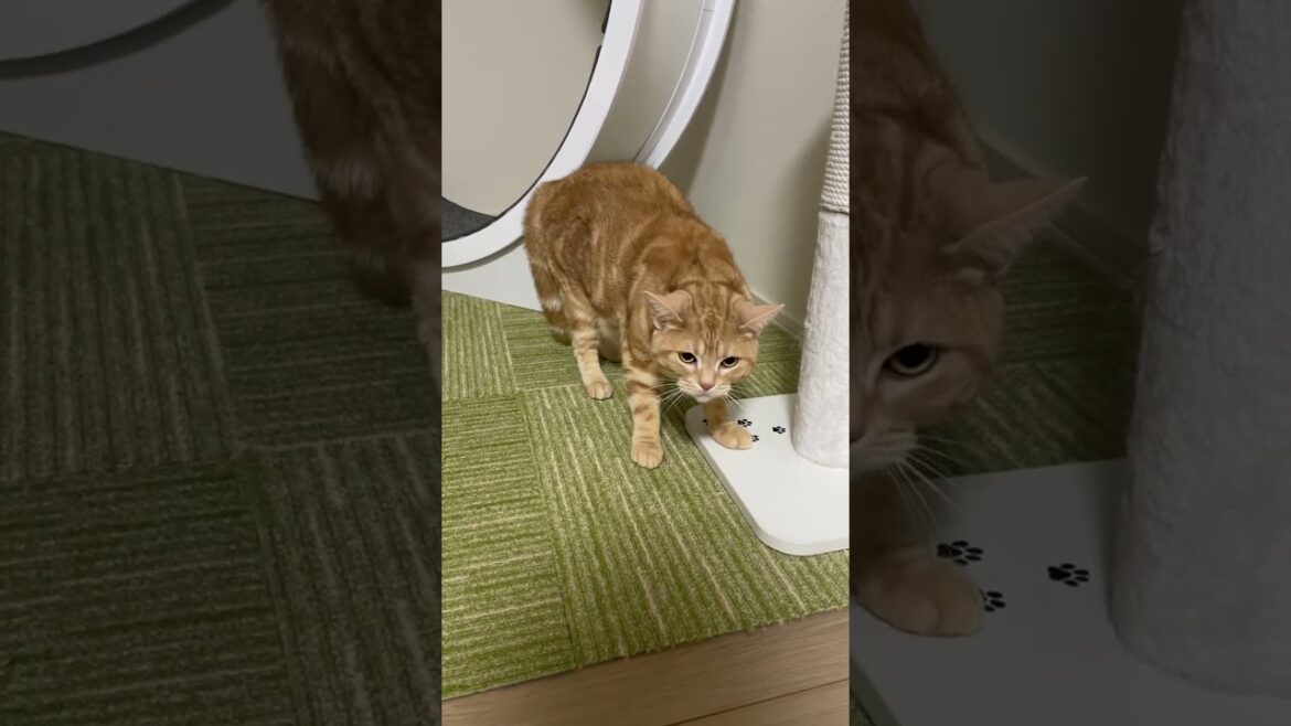 なぜか愛猫に威嚇されてしまいました…。 #shorts なぜか愛猫に威嚇されてしまいました...。 #shorts