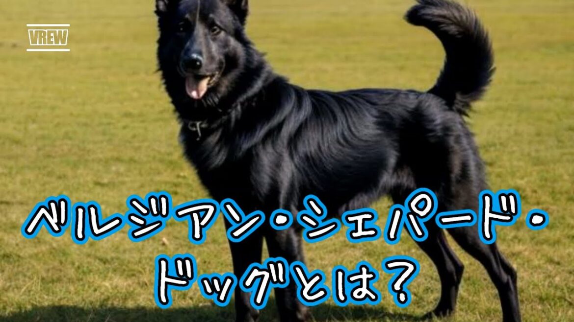 ベルジアン・シェパード・ドッグとは？