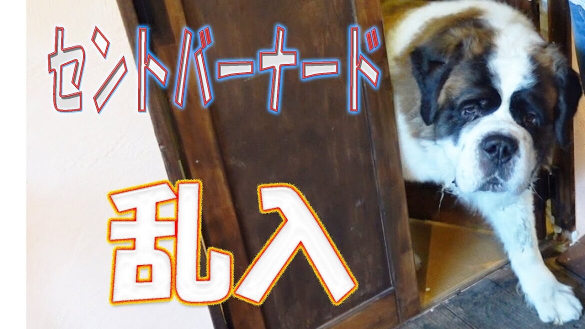 【超大型犬が小さなカフェに!】大変な事に!?ちゃちゃまる君今日もしゃべります。平凡なセントバーナードの日記 【超大型犬が小さなカフェに!】大変な事に!?ちゃちゃまる君今日もしゃべります。平凡なセントバーナードの日記