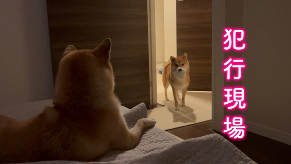 ママの入浴中に靴下を盗んで弟犬とパパに見つかり現行犯逮捕される柴犬が可愛い ママの入浴中に靴下を盗んで弟犬とパパに見つかり現行犯逮捕される柴犬が可愛い