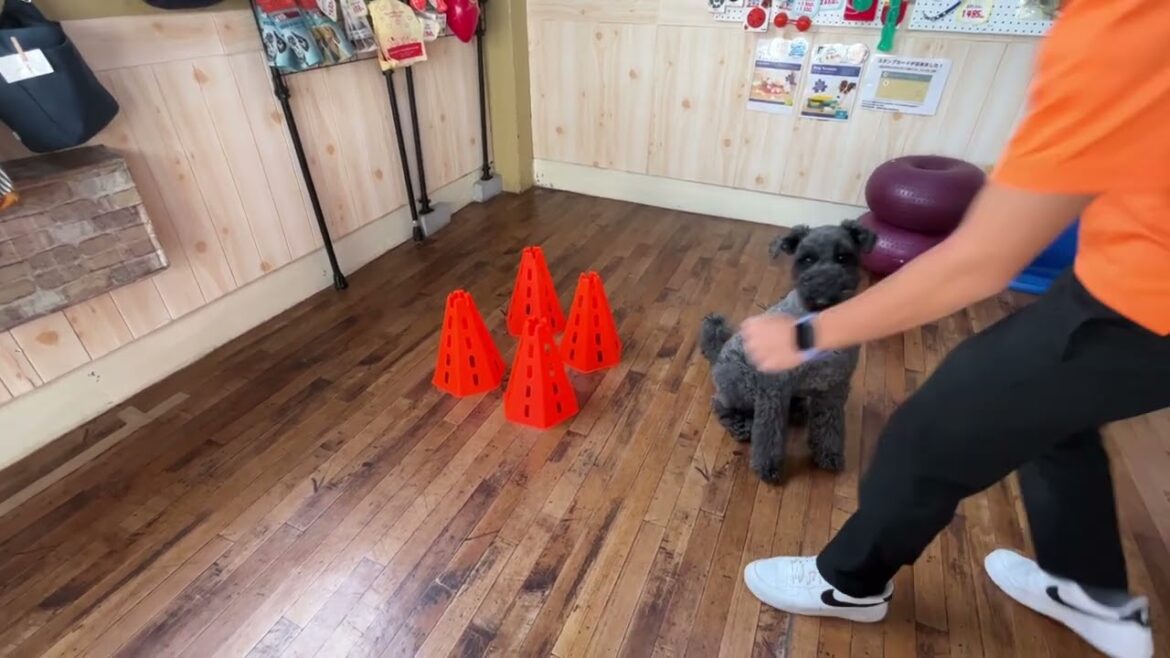 ケリーブルーテリアの”マーフィーくん”と”サークル”に挑戦！
