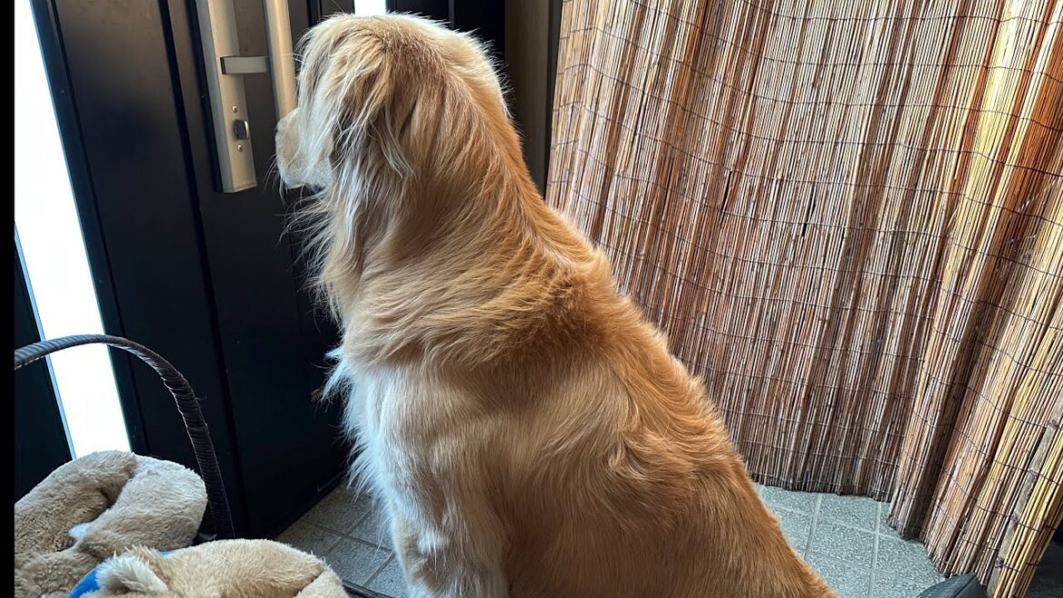 パパが帰って来ないなんて信じない。ずっとドアの近くで待つ愛犬