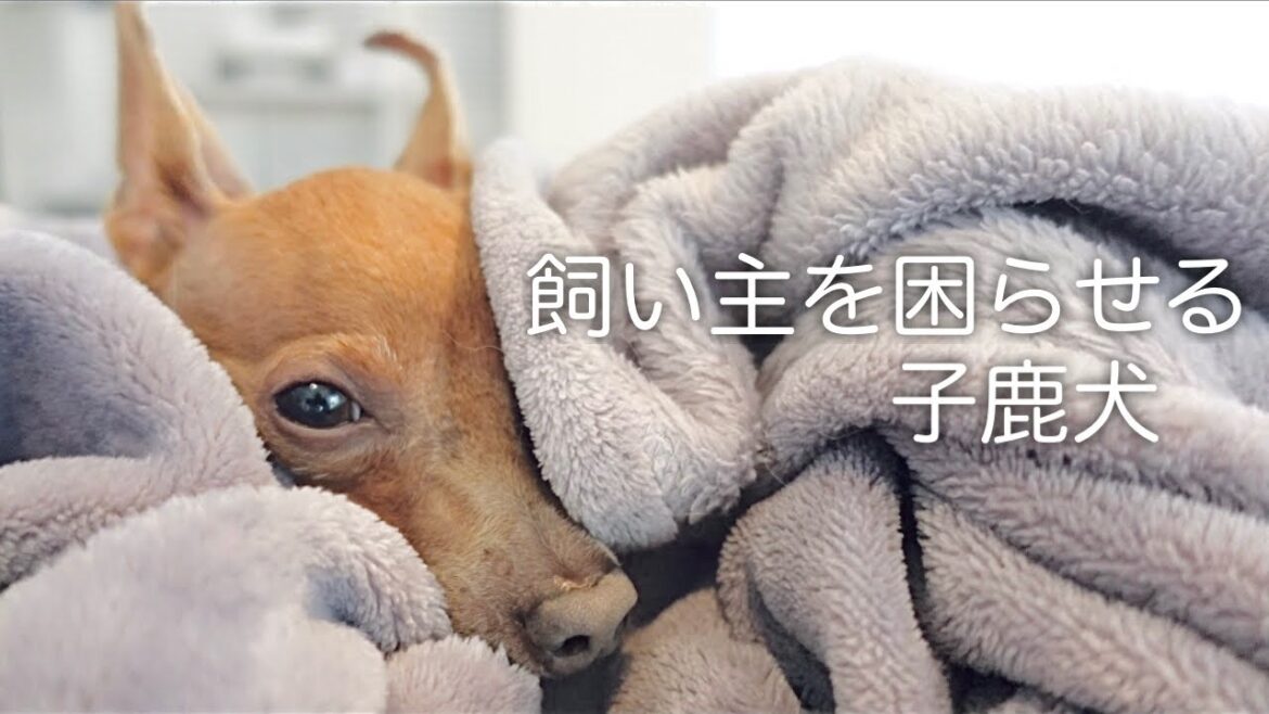 怖い夢をみたのか、子鹿犬が離れなくて身動きとれません…(ミニピン) 怖い夢をみたのか、子鹿犬が離れなくて身動きとれません…(ミニピン)