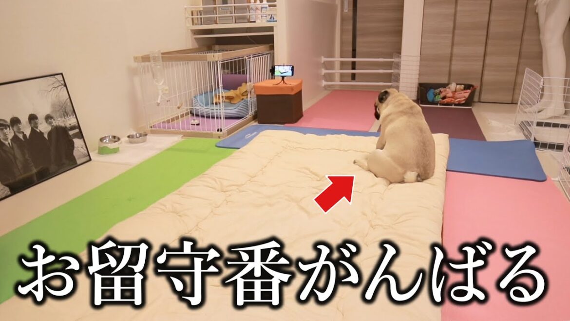 【生配信】今日はケンタッキーの月見バーガー買ってくるので見守ってて下さい