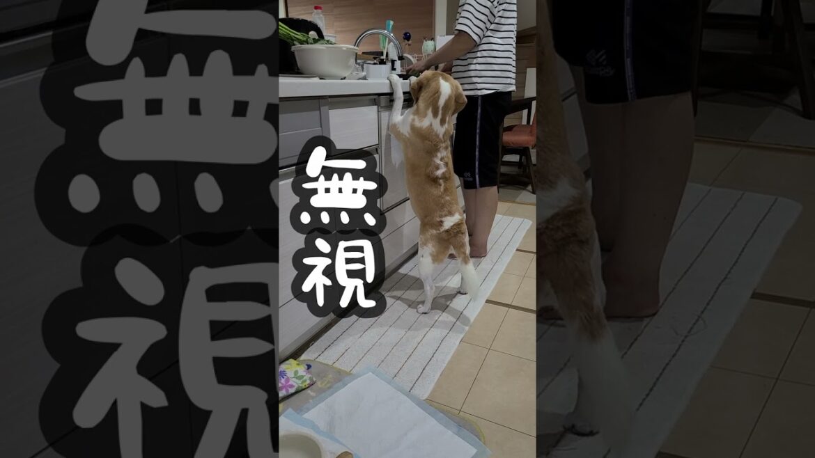 損得勘定でしか反応してくれないビーグル犬ｗ　#shots