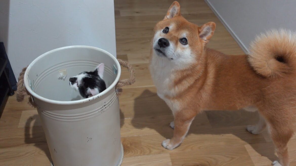 ネコがやらかす度に心配する親心丸出しの柴犬がこちら。