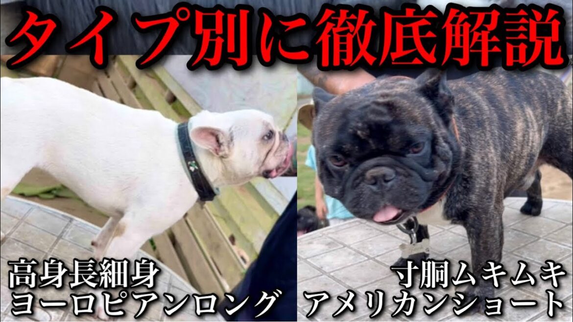 【フレンチブルドッグ】あなたの愛犬フレブルがどのタイプか分かる動画