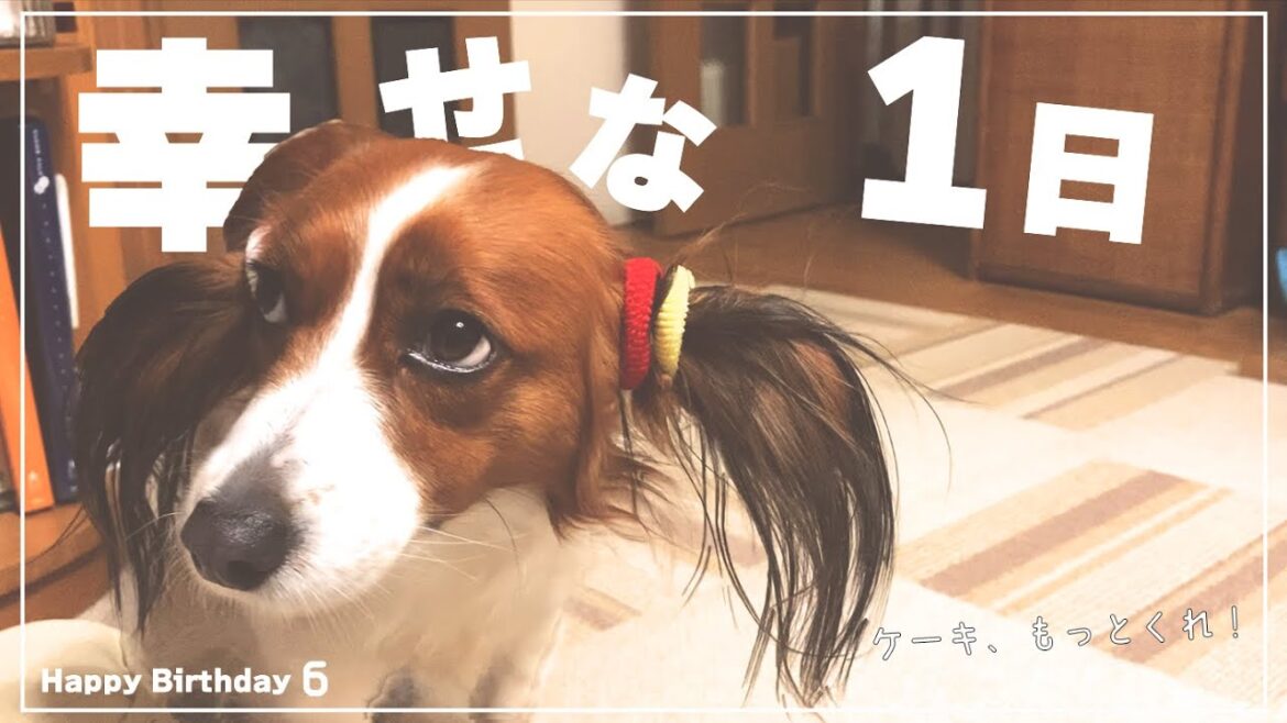 愛犬の誕生日に、お手製ケーキを作ってみた🎂 愛犬の誕生日に、お手製ケーキを作ってみた🎂