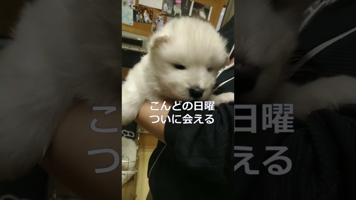 こんどの日曜、ついに会える