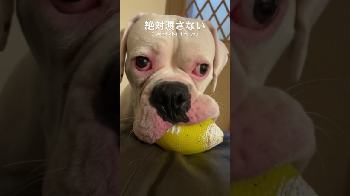 そんなに好きか　favorite ボクサー犬