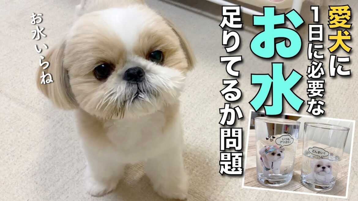 【シーズー】愛犬の1日に必要なお水、足りてるか問題【283】
