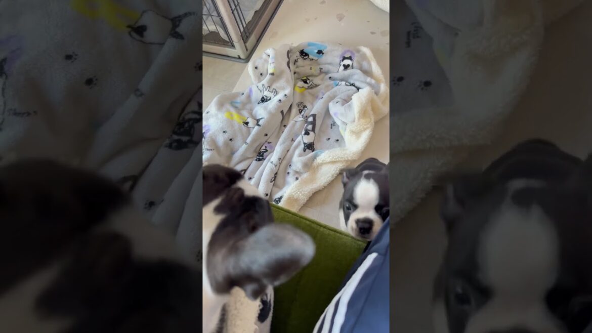 【#ボストンテリア】兄の貫禄、悔しかったら登ってこい😛 #shorts