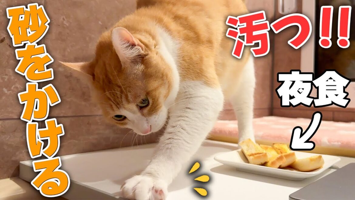 飼い主の夜食を”汚物”だと勘違いして砂をかけまくる猫。【とても悲しい】