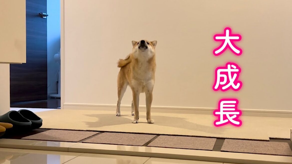 ひとりぼっちのお留守番で涙を堪え必死に耐え抜く成長した甘えん坊柴犬が可愛い