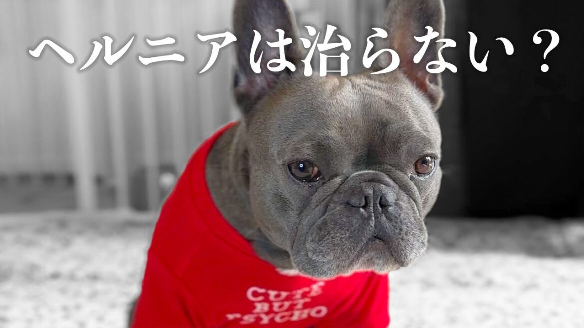 椎間板ヘルニアは完治しない…?そんな中2匹目の子犬のお迎えは…!? 椎間板ヘルニアは完治しない…?そんな中2匹目の子犬のお迎えは…!?