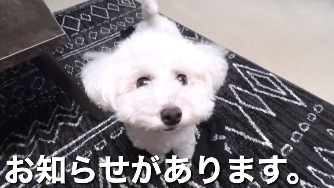 【お知らせ】皆様へお伝えしたいことがあります 【お知らせ】皆様へお伝えしたいことがあります