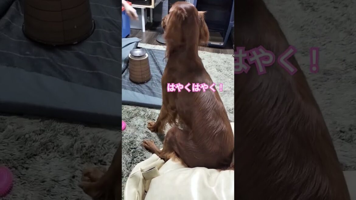 草食系男子 #irishsetter #アイリッシュセッター #大型犬 #大型犬のいる生活 #ペット #犬のいる暮らし
