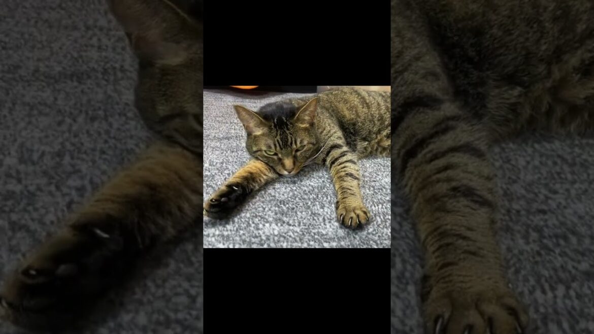 凶暴猫に無視される哀れな飼い主... #猫 #てん #ふく